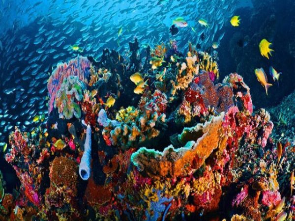 Nha Trang Private Snorkeling Tour At Hon Mun Island